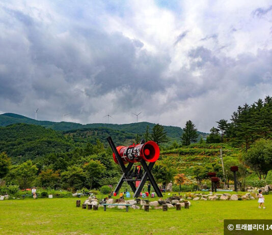 한껏 아름다운 자태를 뽐내고 있는 연꽃, 해바라기 명소 4곳