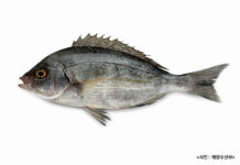 영양가 풍부한 10월 수산물 2가지