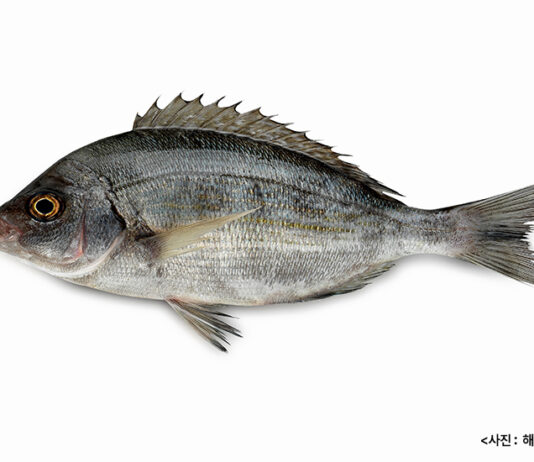 영양가 풍부한 10월 수산물 2가지