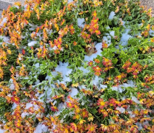 도서관에서 만나는 계절과 계절 사이