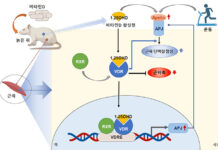 질병청 “비타민D 보충, 노년기 근감소증 예방에 효과”