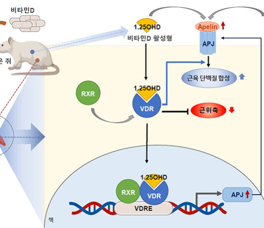 질병청 “비타민D 보충, 노년기 근감소증 예방에 효과”