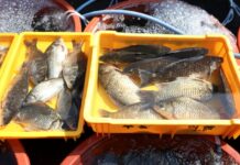 “민물고기 꼭 익혀 드세요”…질병청, 장내기생충 감염 실태조사