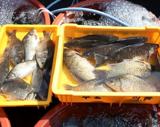 “민물고기 꼭 익혀 드세요”…질병청, 장내기생충 감염 실태조사